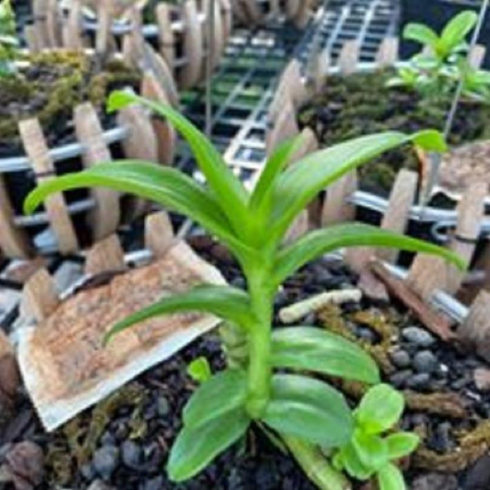 Hoa lan hoàng thảo đơn cam