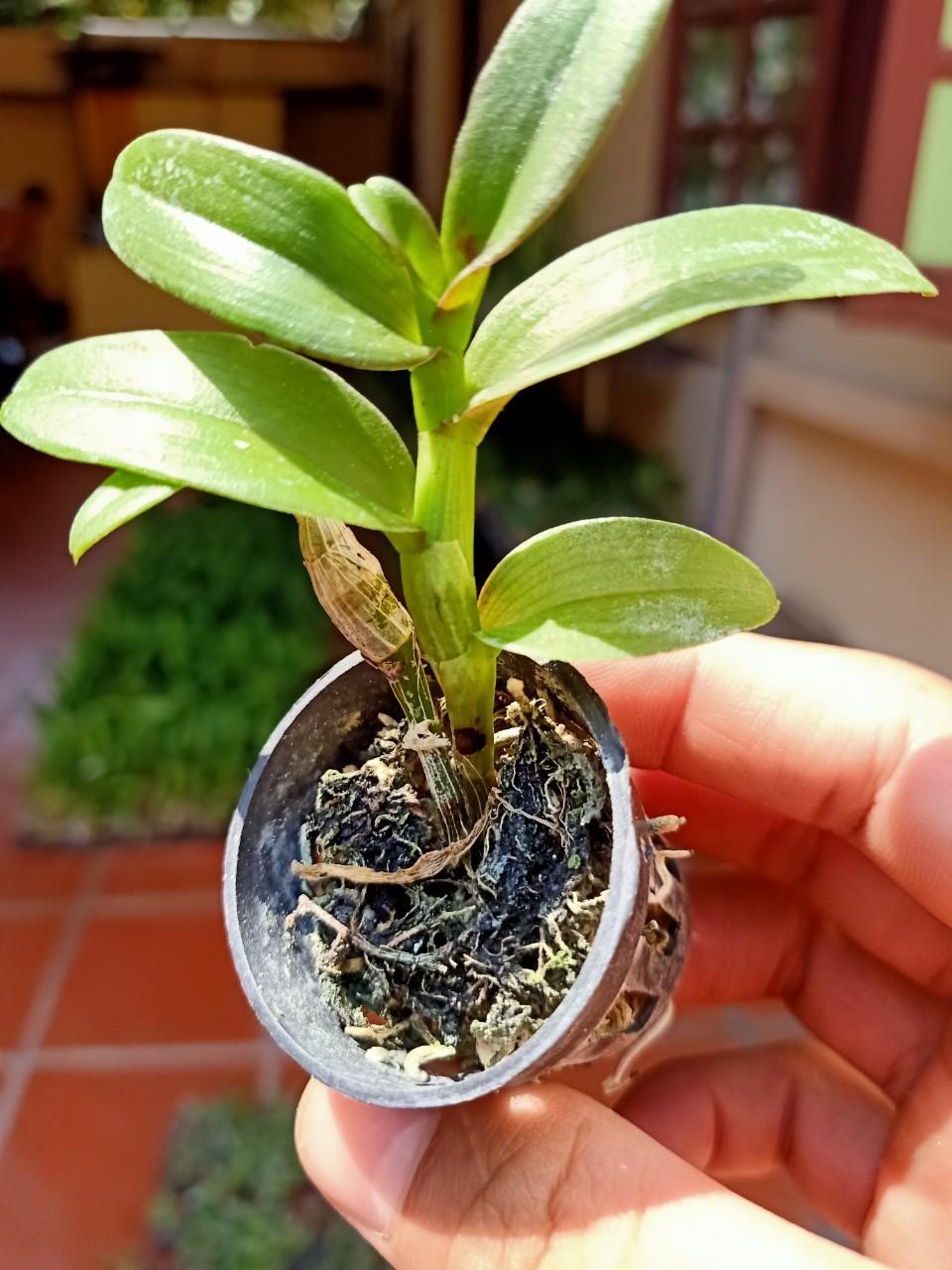 Phi Điệp Hồng Thiên Lôi cây Giống Nhân mô cây cực đẹp