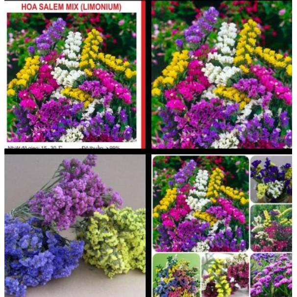 50hạt giống hoa salem nhiều màu