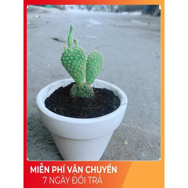 Chậu Xương Rồng Tai Thỏ Mini