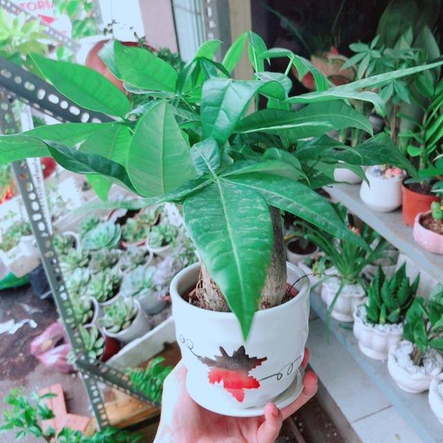 Chậu Kim Ngân 3 Thân