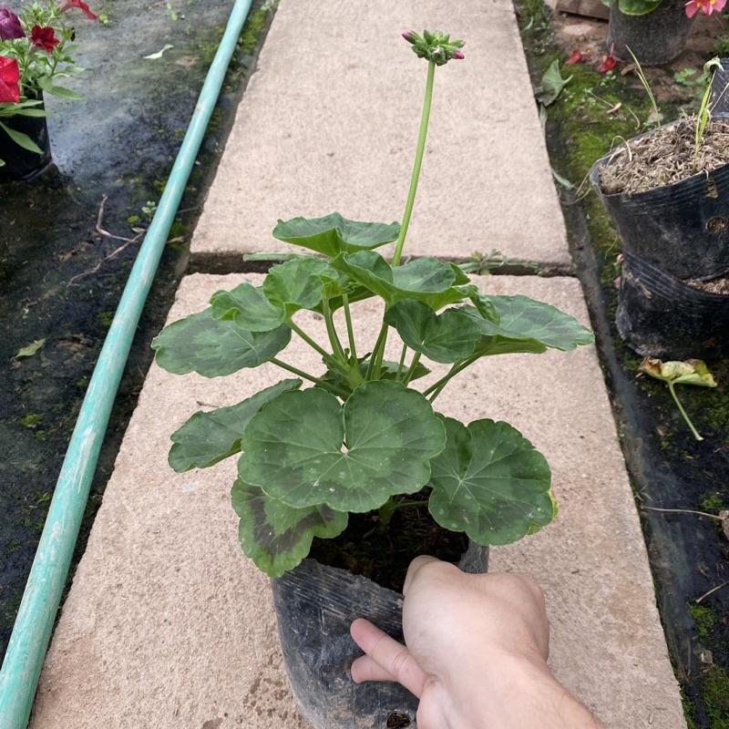 Cây hoa phong lữ thảo màu sắc rực rỡ Hàng nụ non cao 30cm thích hợp trang trí ban công sân vườn