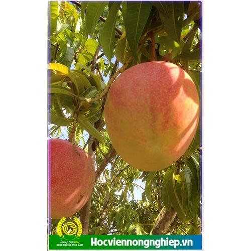 Cây giống Xoài Úc, giống xoài năng suất cao, giống nhập từ khu nhân giống Hv Nông Nghiệp VN