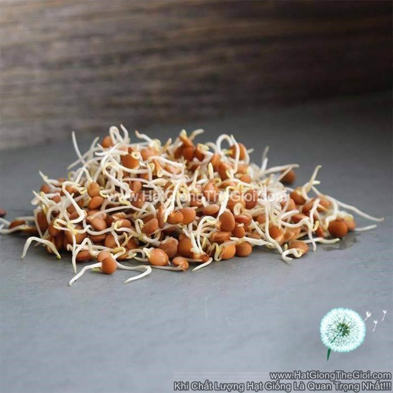 1KG Hạt Giống Rau Mầm Đậu Lăng Winter Lentils (| Y44*V64)