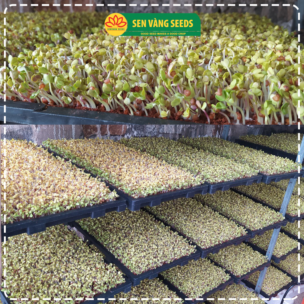 Hạt Giống Rau Mầm Củ Cải Trắng (Size Trung) - Nhập khẩu New Zealand, nảy mầm &gt;95%, siêu năng suất - HẠT GIỐNG SEN VÀNG