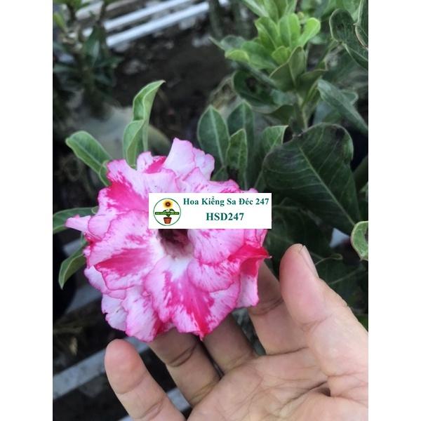 Hoa sứ trắng Loan Hồng - Tặng phân bón