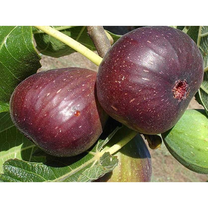 Cây giống SUNG MỸ- GIỐNG F1
