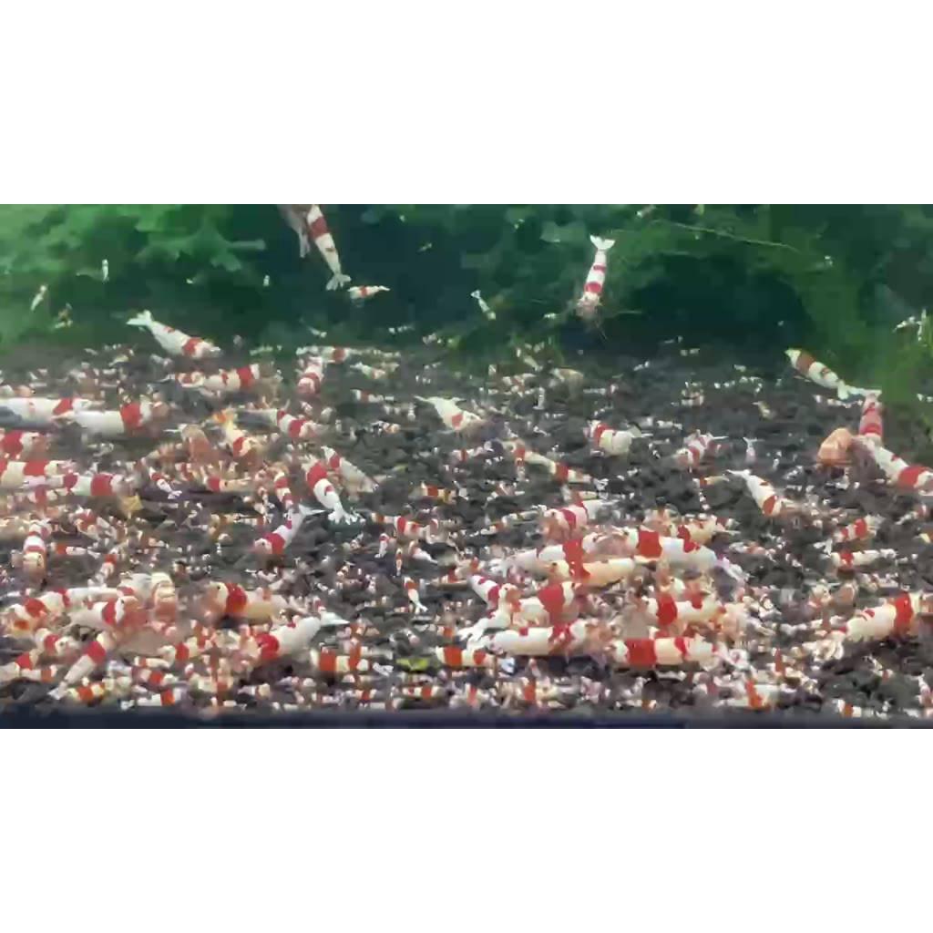 Thức ăn tép cảnh SpinaX Shrimp Feed - Đạm Tổng Hợp Nhập khẩu Đài Loan - phụ kiện tép cảnh - shopleo