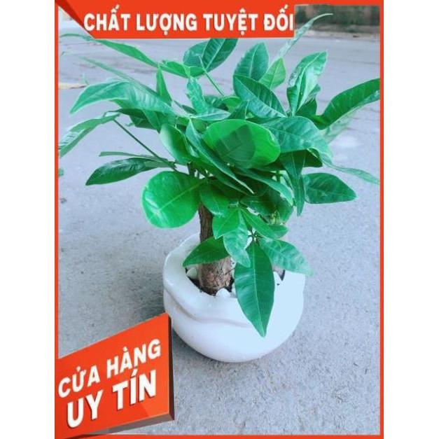 Chậu Kim Ngân 3 Thân