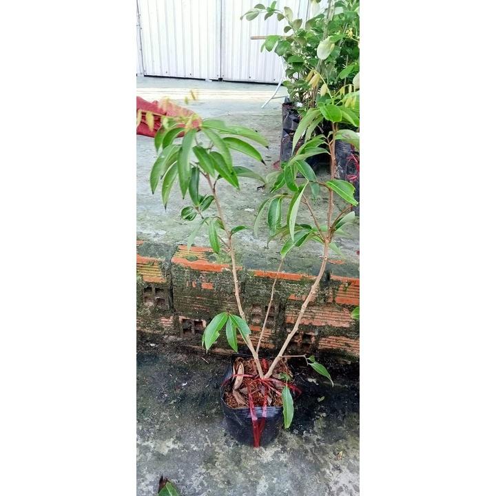 CÂY GIỐNG VẢI KHÔNG HẠT