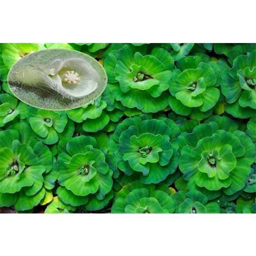 Bèo cái lơn to đại thủy sinh