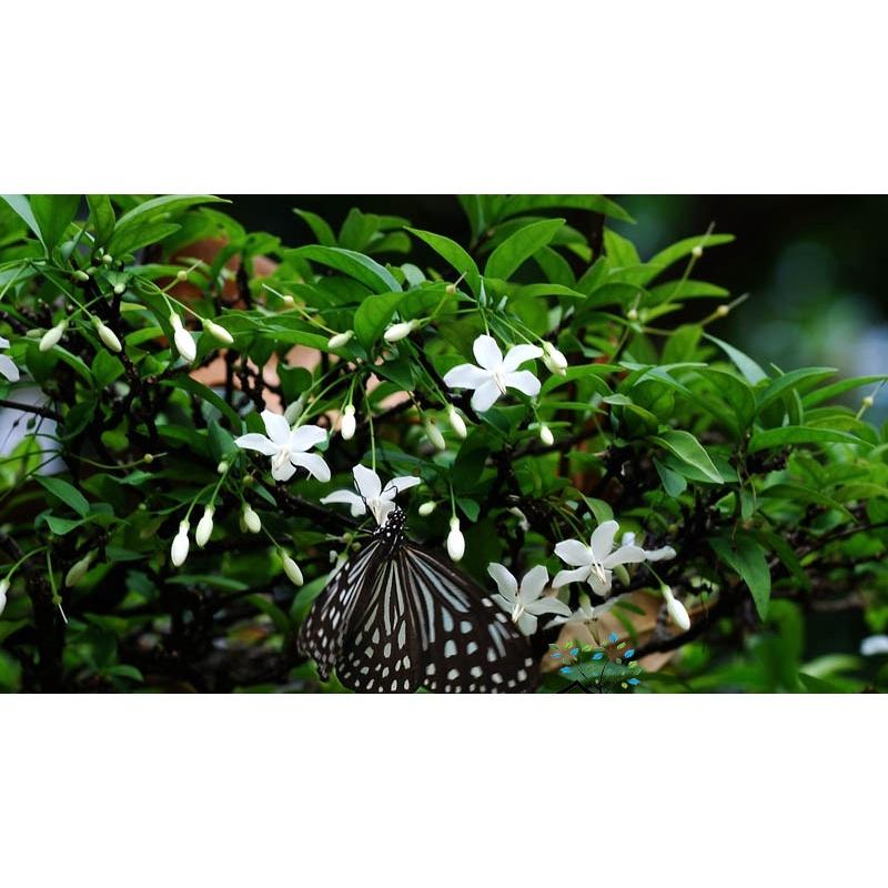 CÂY GIỐNG MAI CHIẾU THỦY LÁ TỨ *