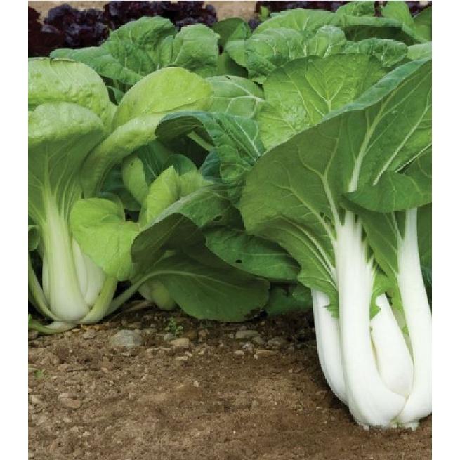 Hạt giống rau cải bẹ trắng - Gói 1kg