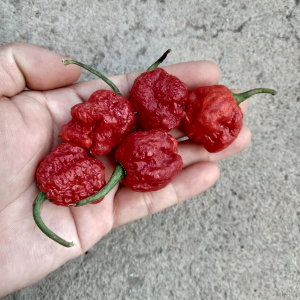 10 Hạt Ớt Carolina Reaper Red - Ớt Cay Nhất Thế Giới