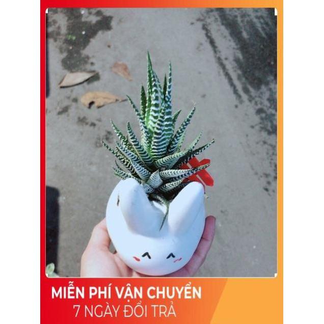 Chậu Móng Rồng Thỏ Trắng