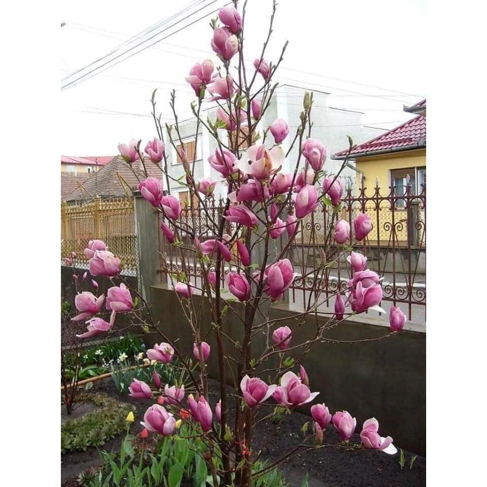 Cây Mộc Lan Siêu Nụ