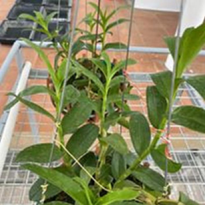 Sản Phẩm Hoa lan phi điệp -ám lào