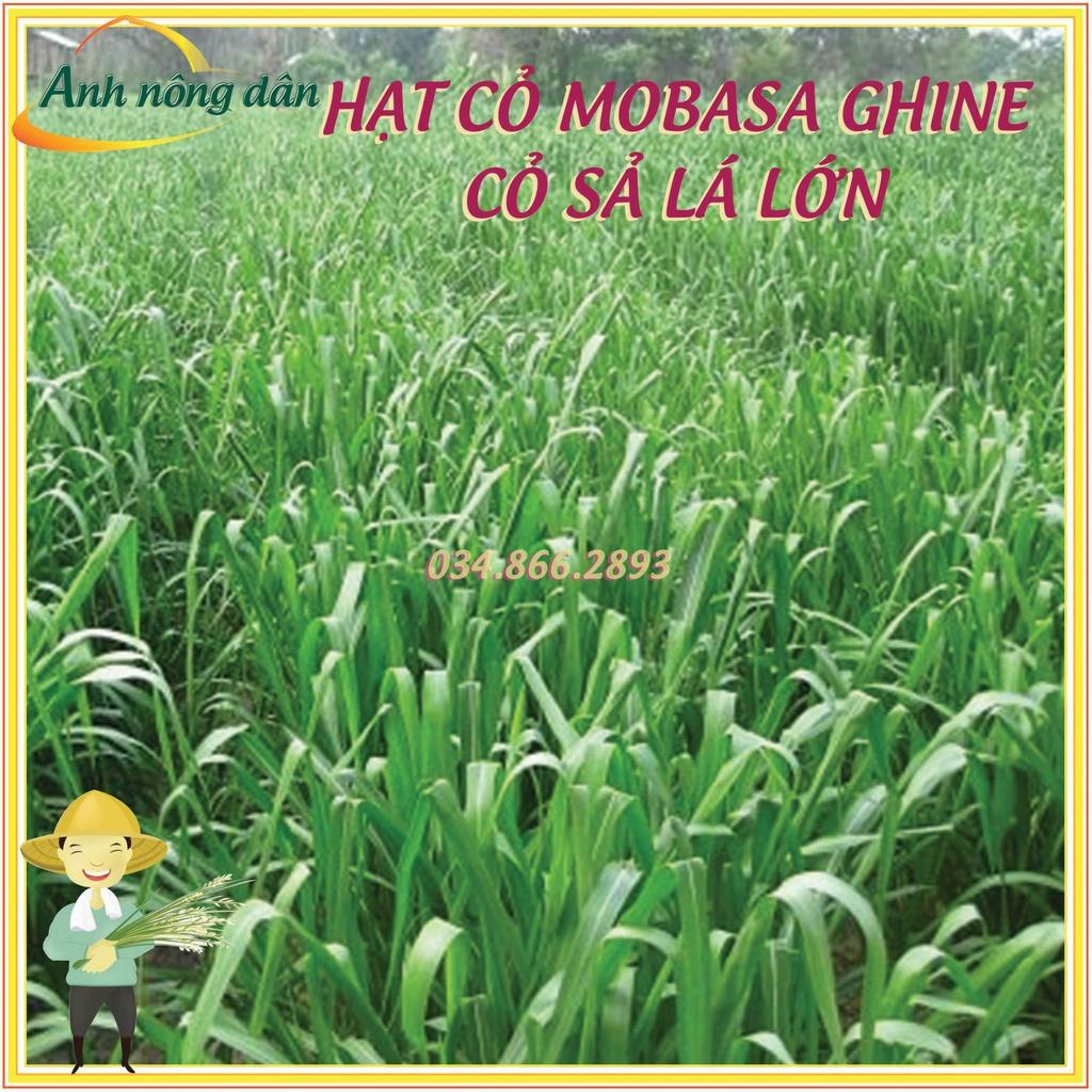 100g Hạt giống cỏ mobasa ghine - Hạt giống cỏ sả lá lớn - cỏ dùng cho chăn nuôi