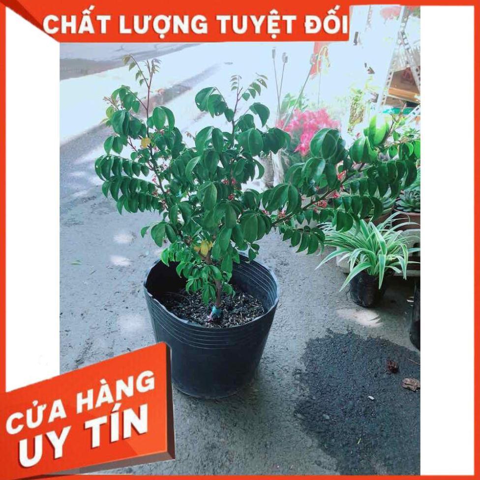 Cây Khế Cho Nhiều Trái Nhiều Người Mua