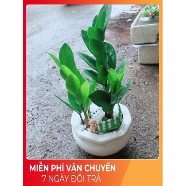 Chậu Kim Tiền Thái