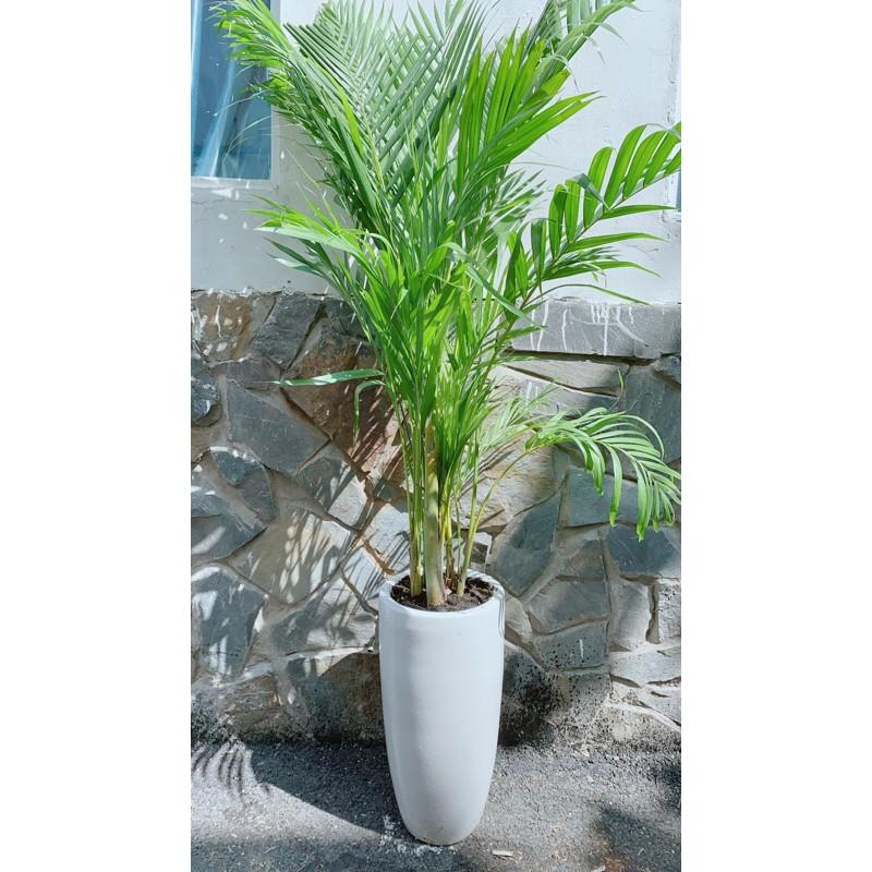 Chậu Cây Cau Kiểng