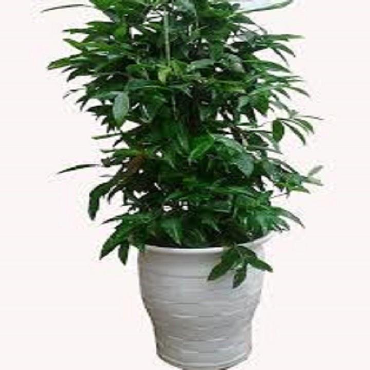 CHẬU CÂY TRÚC NHẬT