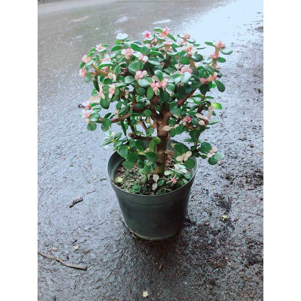 Đô La Thân Cổ Thụ