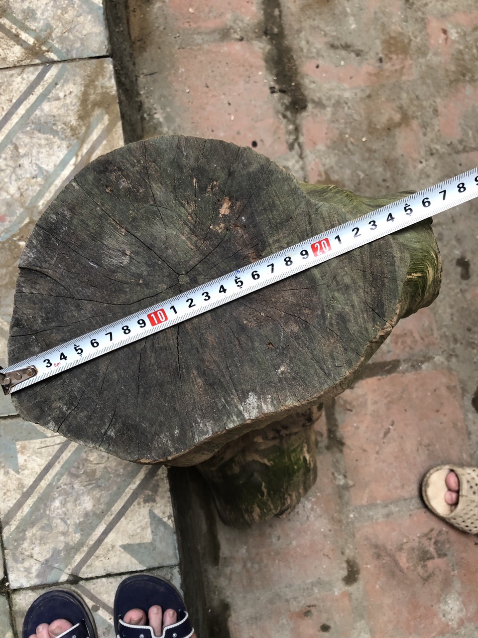 Gỗ nhãn ghép lan đường kính 23 cm dài 50 cm