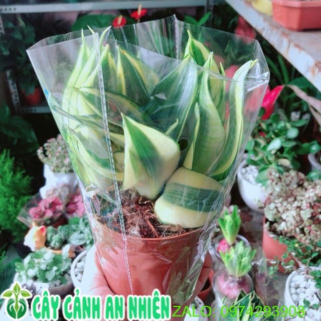 Lưỡi Hổ Thái Vàng