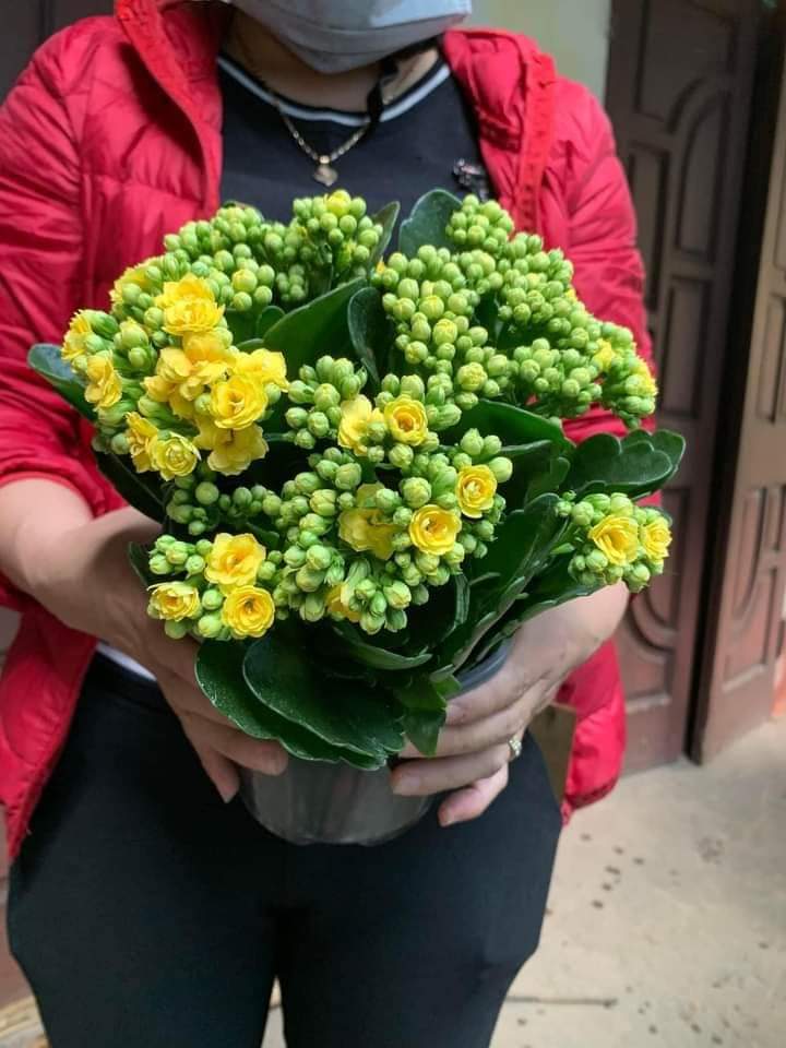 Cây hoa trường sinh hay cây hoa bỏng