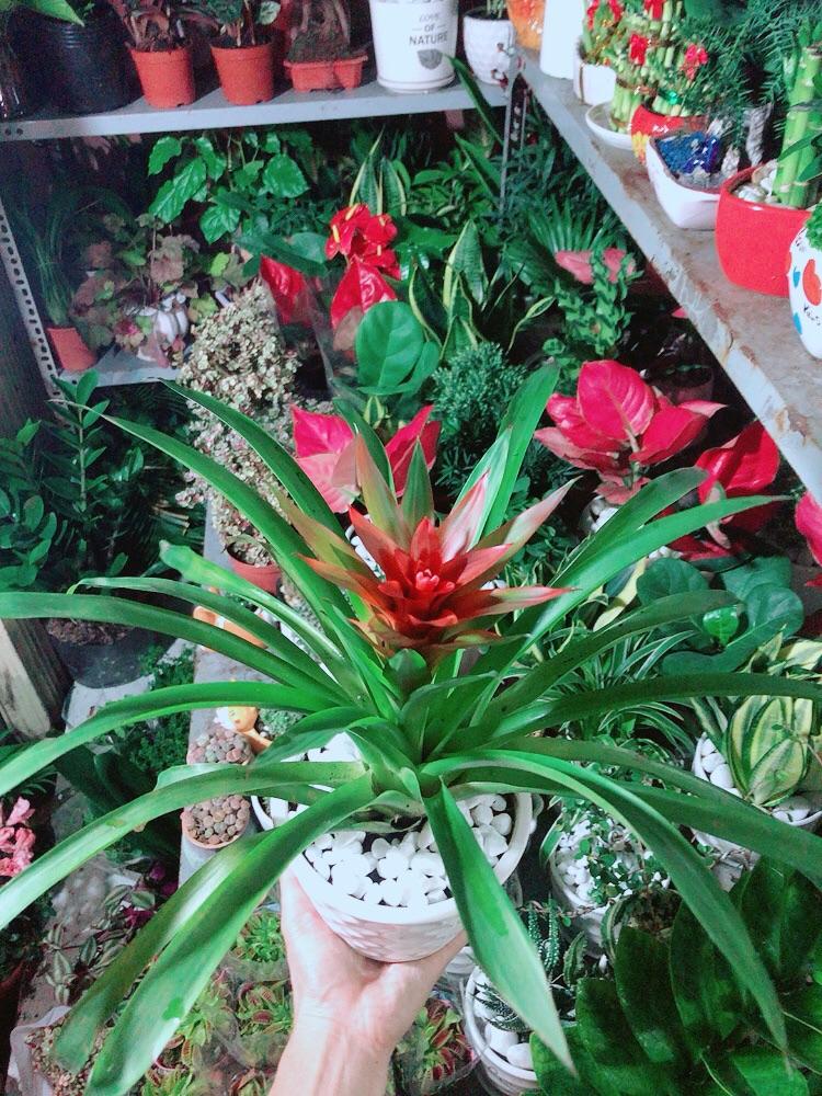 Chậu Cây Phong Lộc Hoa