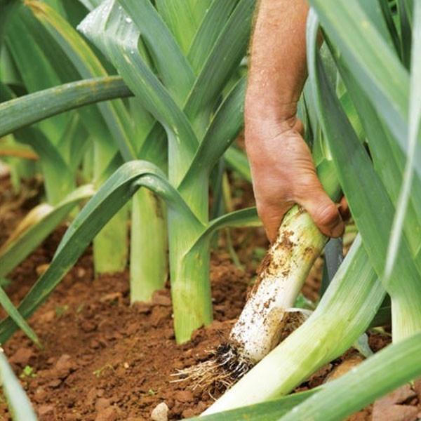 Hạt giống Tỏi Tây - Hành Boa rô