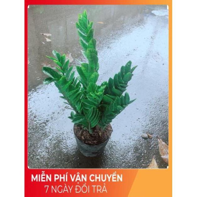 Kim Tiền Size Lớn