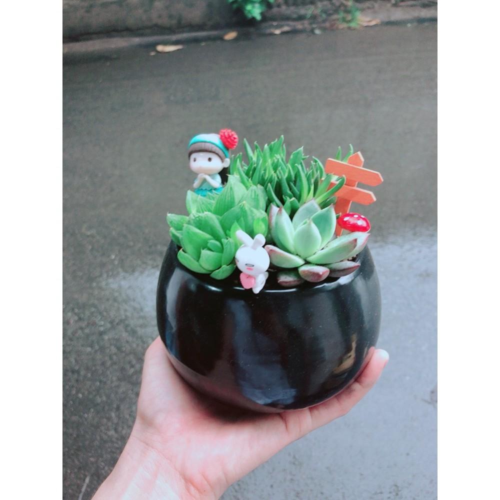 Chậu sen đá tiểu cảnh