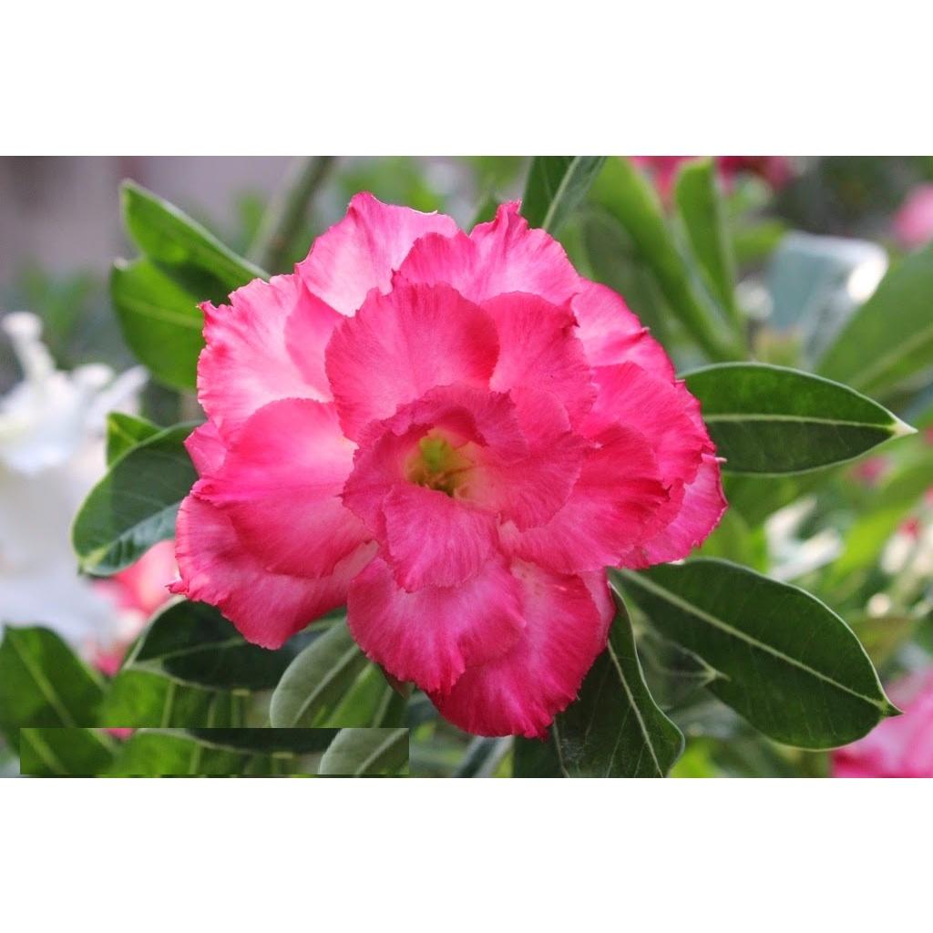 Cây sứ thái kép "ĐẠI HỶ" - củ size to đại bự ,rễ quái thành hình, hàng tuyển loại 1