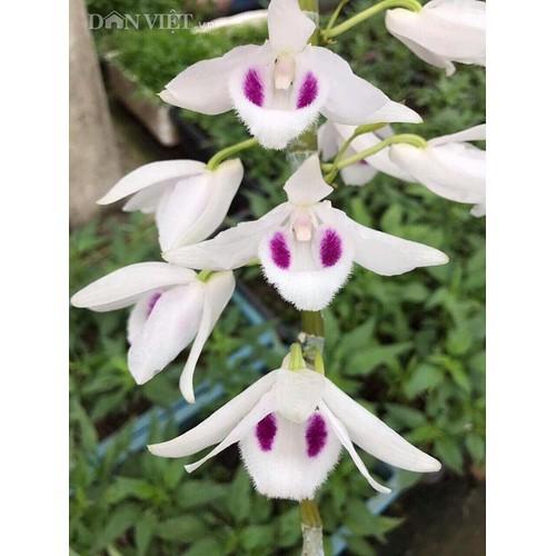 Phi điệp 5 cánh trắng người đẹp không tên, cốc to khỏe hoa đẹp - ndbd01