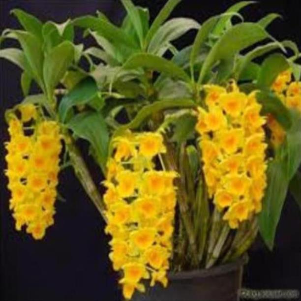 CHẬU LAN KIỀU VÀNG MỠ GÀ ,DÒNG LAN THỦY TIÊN - CHẬU TRỒNG THUẦN SIÊU ĐẸP , cây đẹp, giống chuẩn