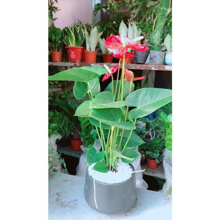 Chậu Hoa Hồng Môn