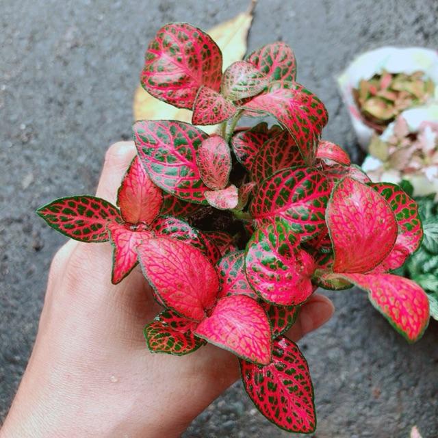 Cẩm Nhung Hồng Đậm