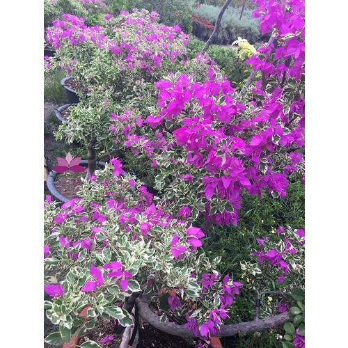 Cây hoa giấy cẩm thạch- cây đang hoa size to