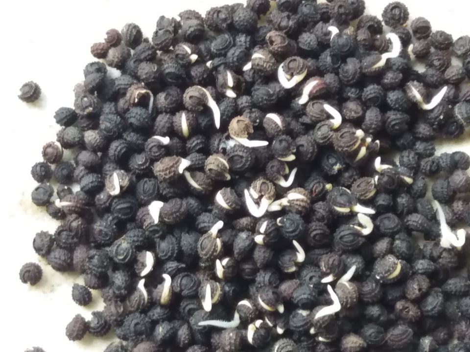 Hạt giống cây sương sâm lông
