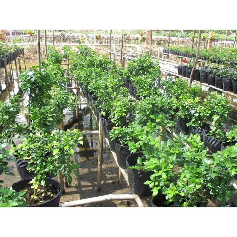 CÂY HOA NGUYỆT QUẾ - HOA THƠM NGÁT