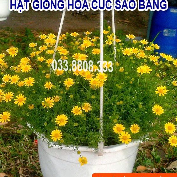 Hạt Giống Hoa Cúc Sao Băng-Tỷ lệ Nảy Mầm Cao