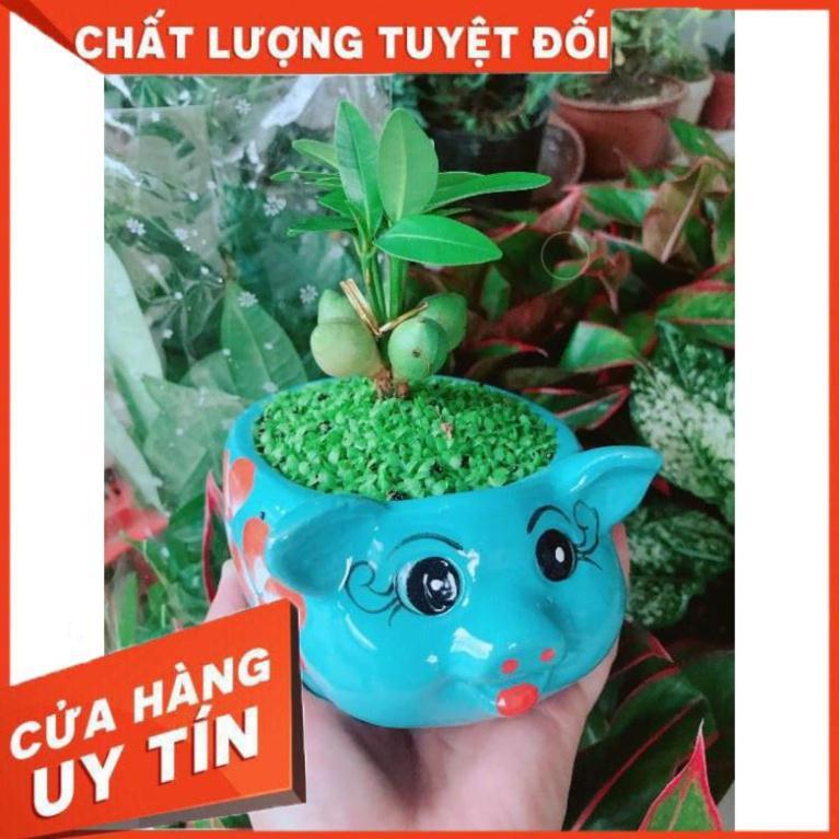 Chậu may mắn con heo Nhiều Người Mua