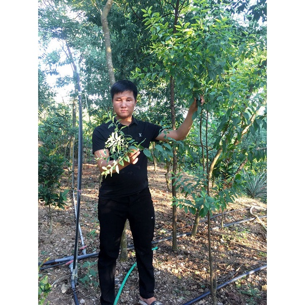 Cây giống đàn hương trắng Ấn Độ