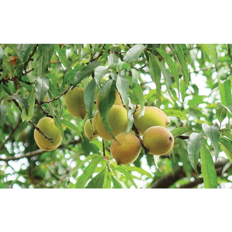 Cây giống đào tiên Nhật Bản, đào ăn quả chịu nhiệt tốt.