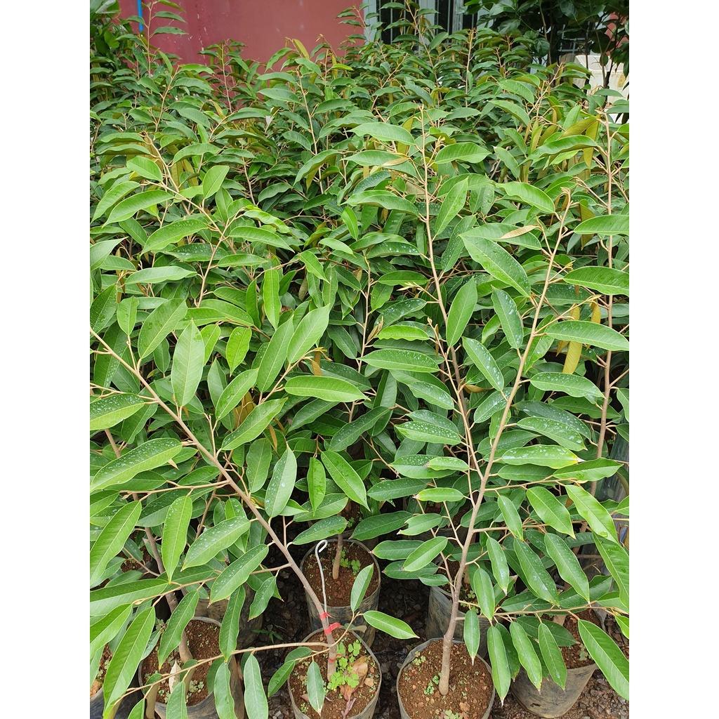 CÂY GIỐNG SẦU RIÊNG BLACK THORN (ghép siêu sớm )