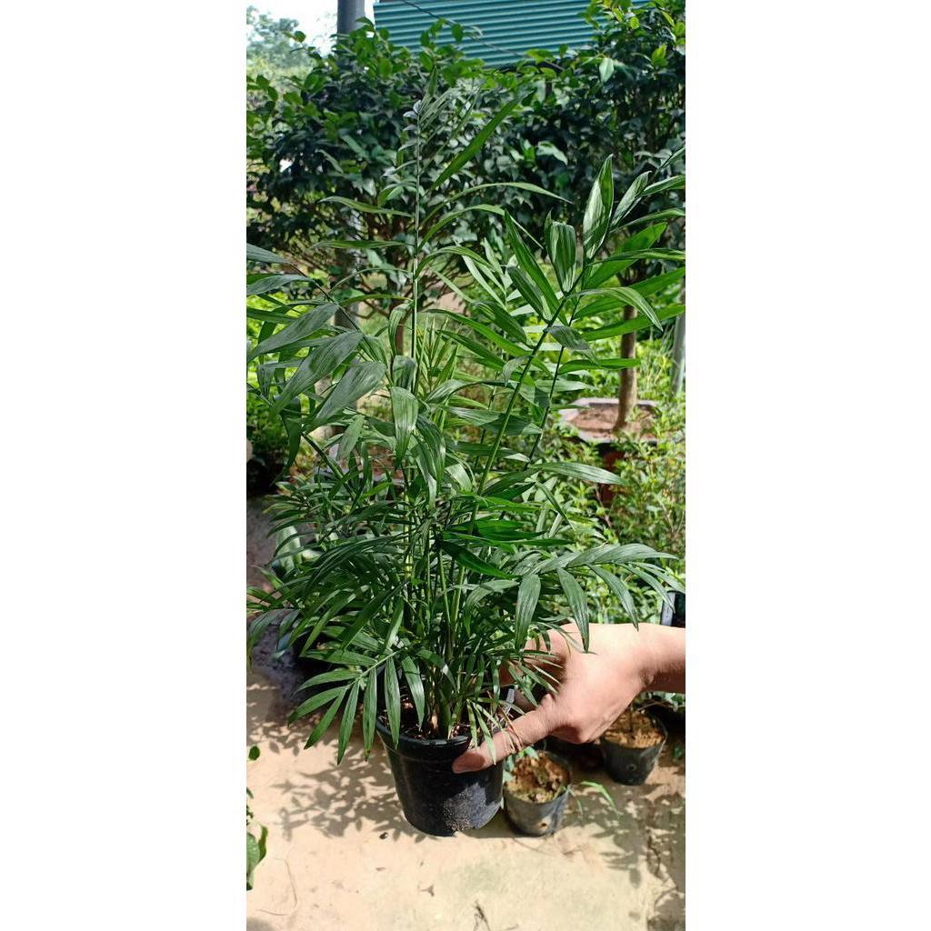 Cây CAU TIỂU TRÂM