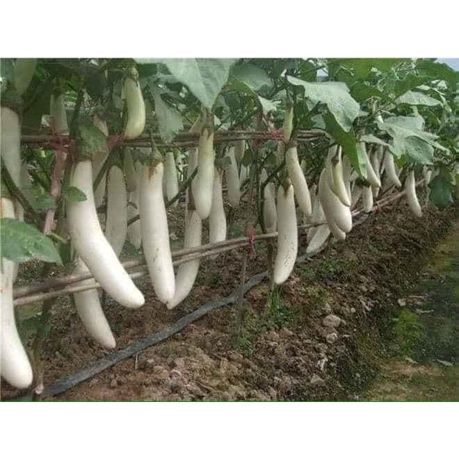 Hạt giống cà trắng lai F1 KNS340 - Gói 0.2gram