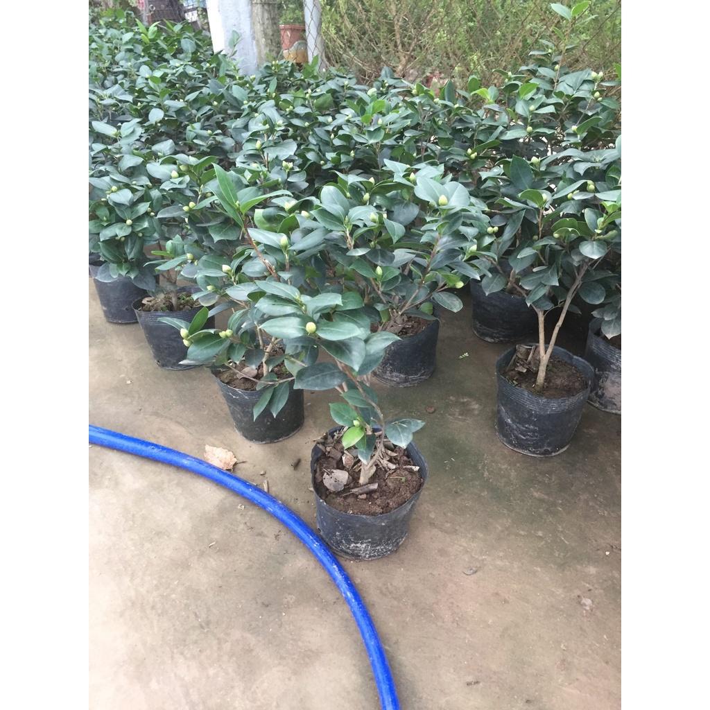 Hoa trà my ngũ sắc, chậu sẵn nụ và hoa chơi tết - cây choai